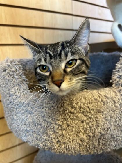 Nori, ADOPTABLE, Young Female Domestic Short Hair.