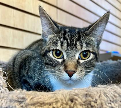 Enlarge Nori, a ADOPTABLE Domestic Short Hair in Downers Grove, IL image 2/3