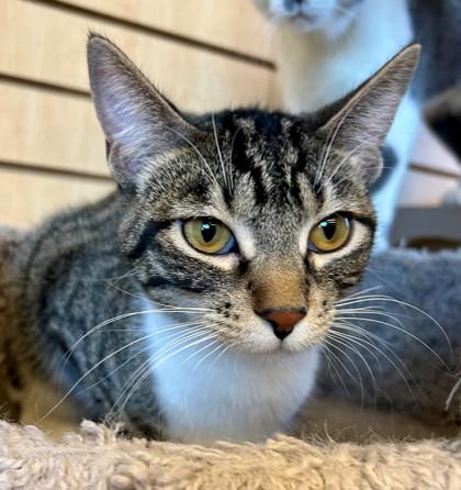 Enlarge Nori, a ADOPTABLE Domestic Short Hair in Downers Grove, IL image 3/3