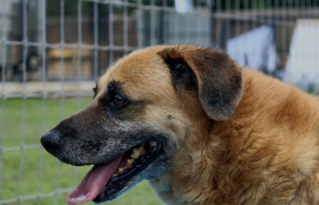 Yana & Yugo, a ADOPTABLE mixed breed in Willis, TX image 2/4