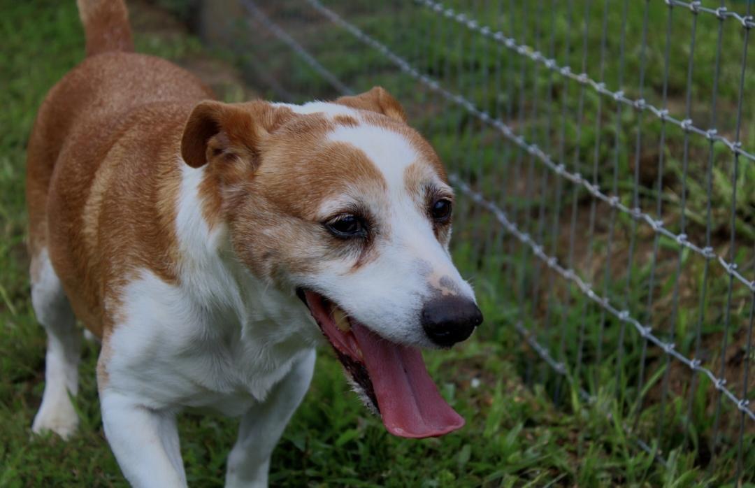 Yana & Yugo, a ADOPTABLE mixed breed in Willis, TX image 3/4