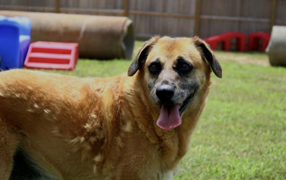 Yana & Yugo, ADOPTABLE, Senior Male German Shepherd Dog & Jack Russell Terrier.
