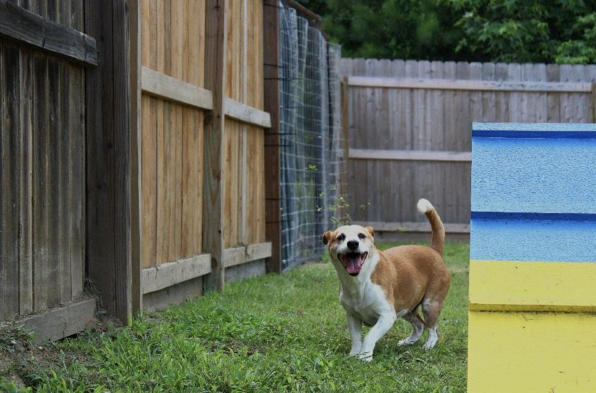 Yana & Yugo, a ADOPTABLE mixed breed in Willis, TX image 4/4