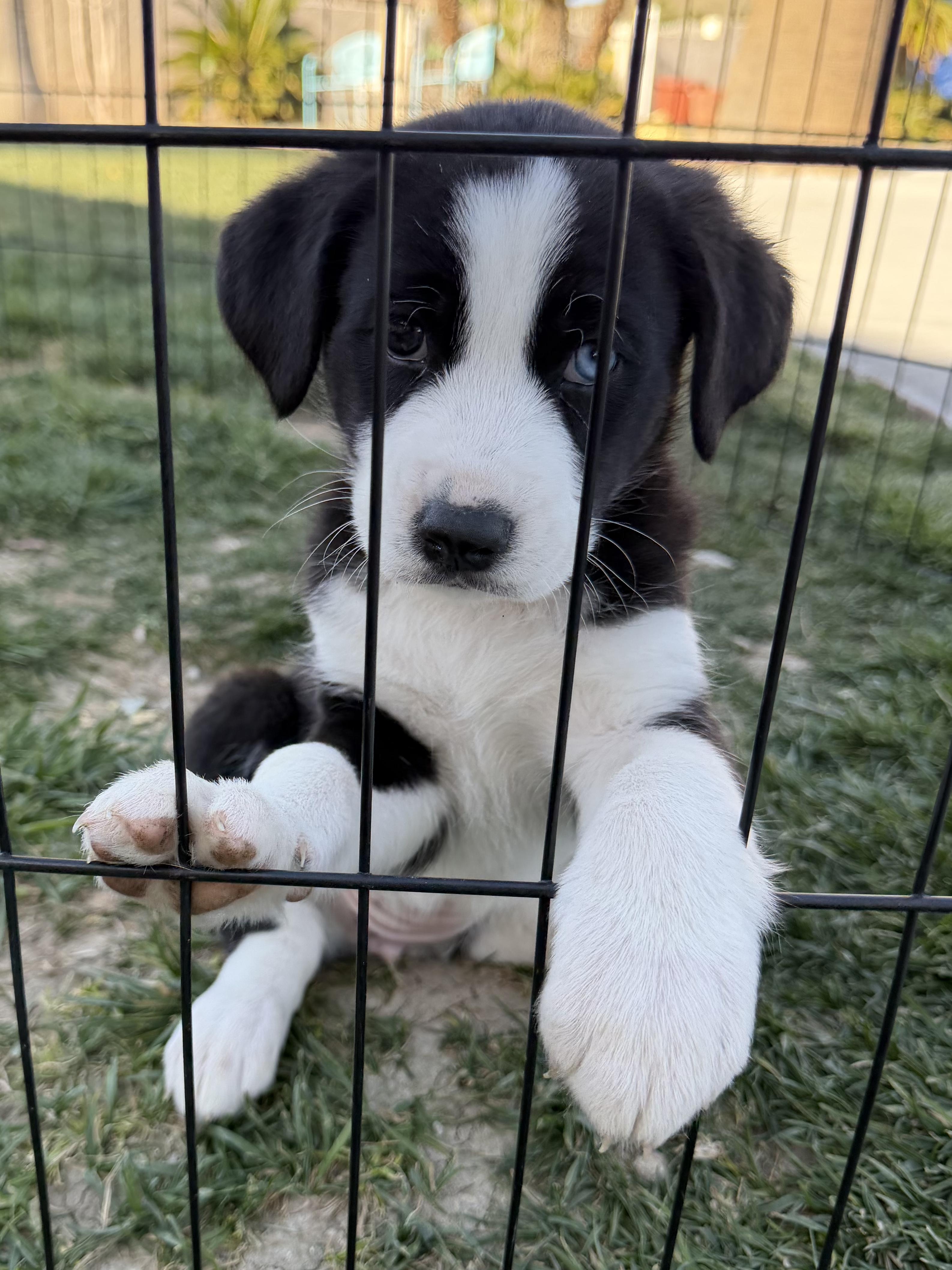 Puppy Sydney, adopted, Puppy Female Border Collie.