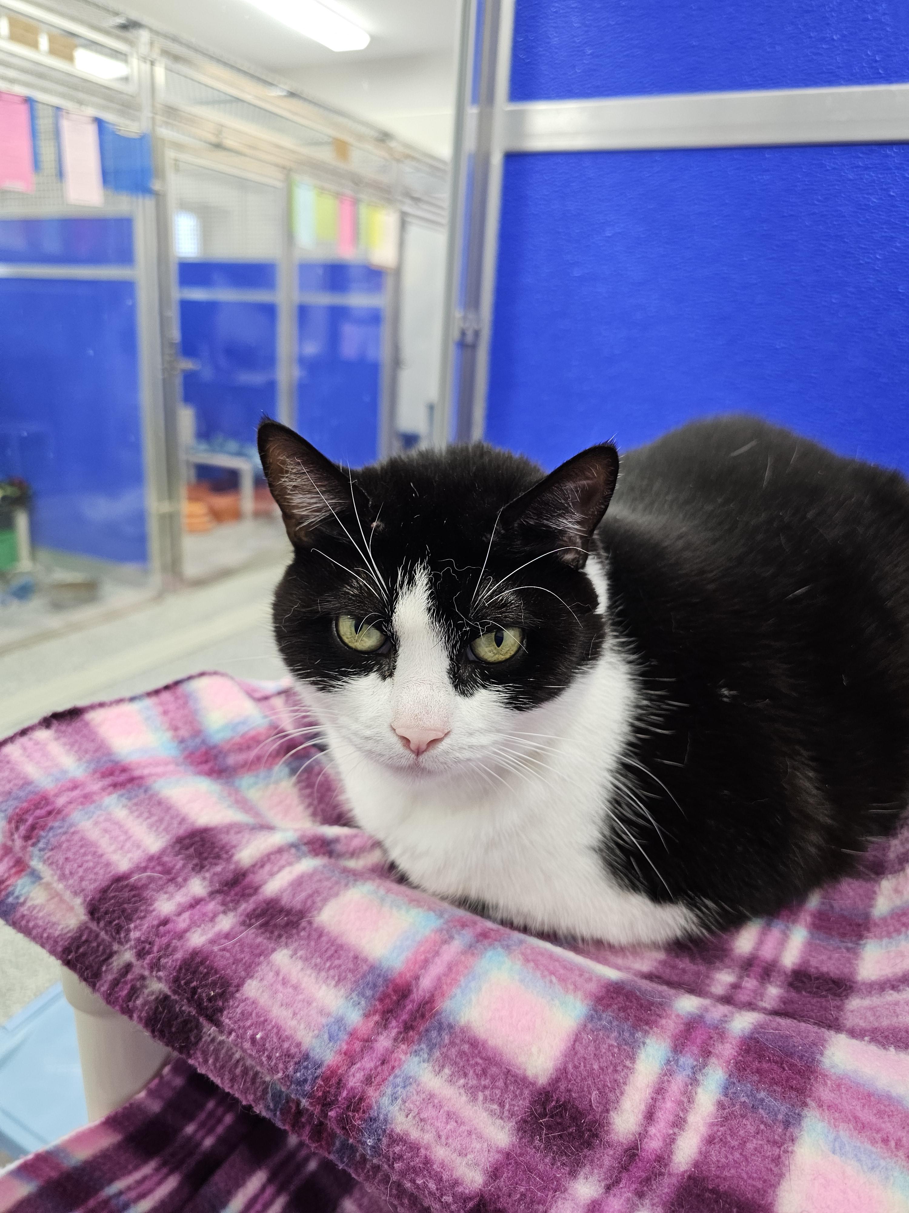 Tootsie, a Adoptable Domestic Short Hair in Dunkirk, NY image 3/3