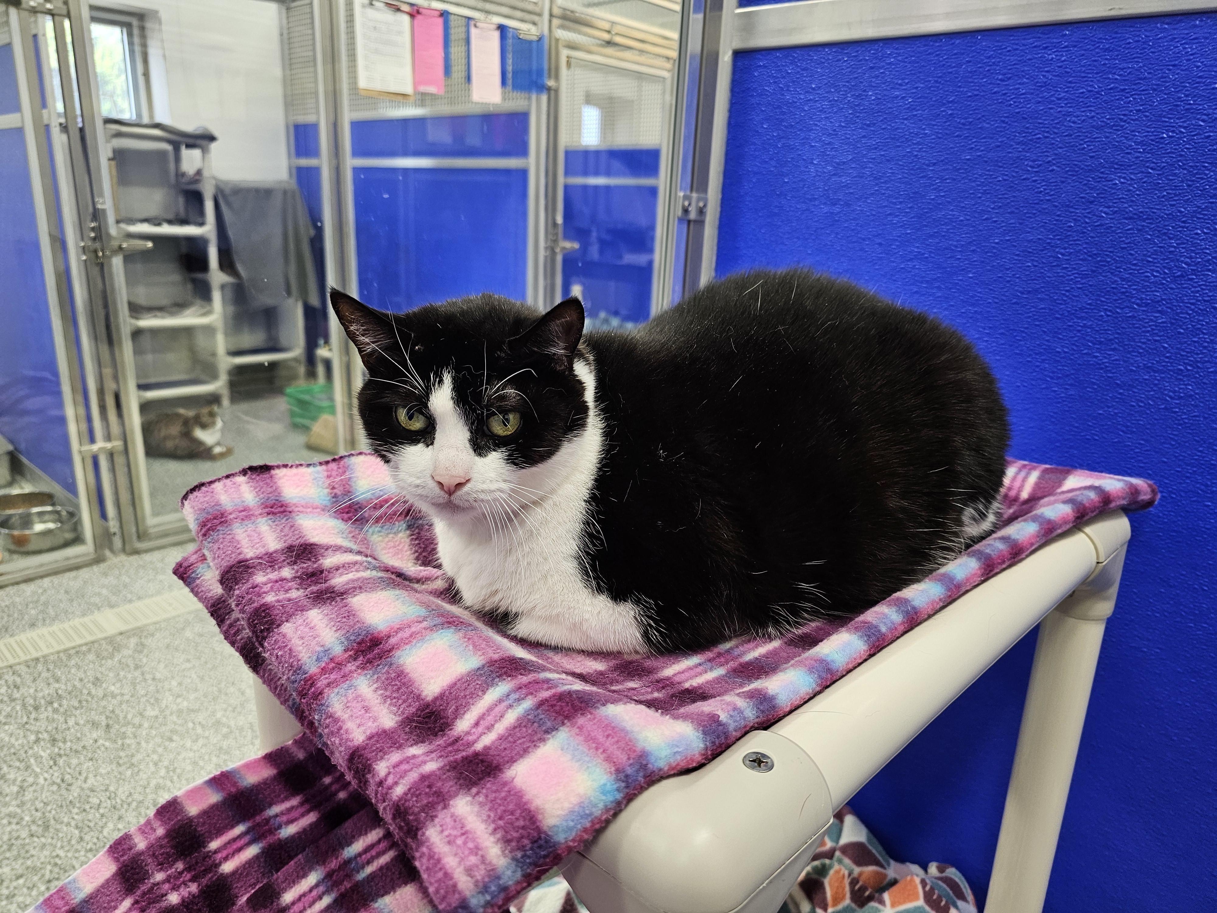 Tootsie, a Adoptable Domestic Short Hair in Dunkirk, NY image 2/3