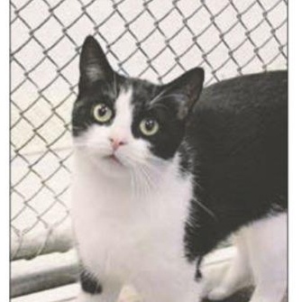 Tootsie, Adoptable, Adult Female Domestic Short Hair.