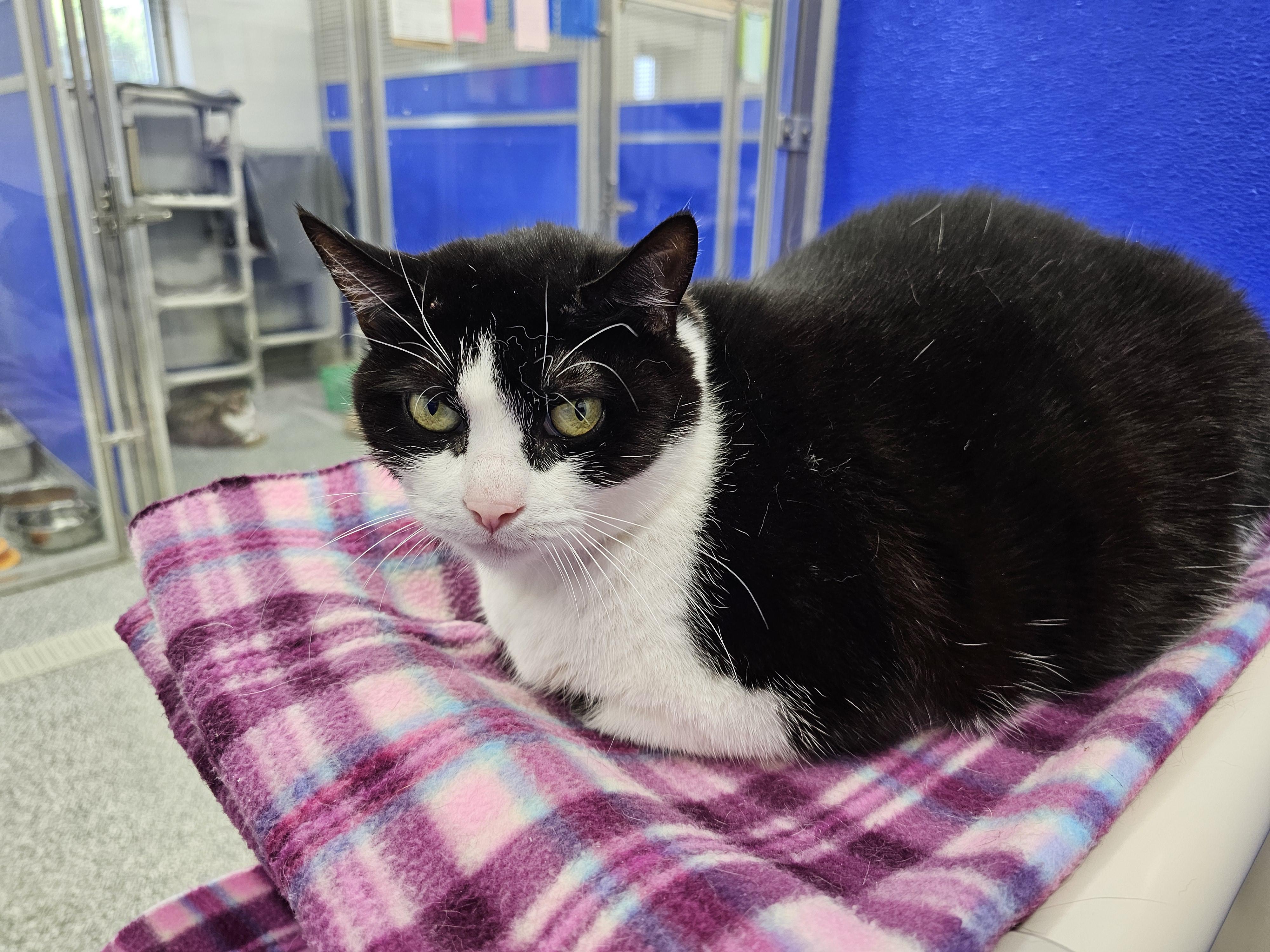 Tootsie, a Adoptable Domestic Short Hair in Dunkirk, NY image 1/3