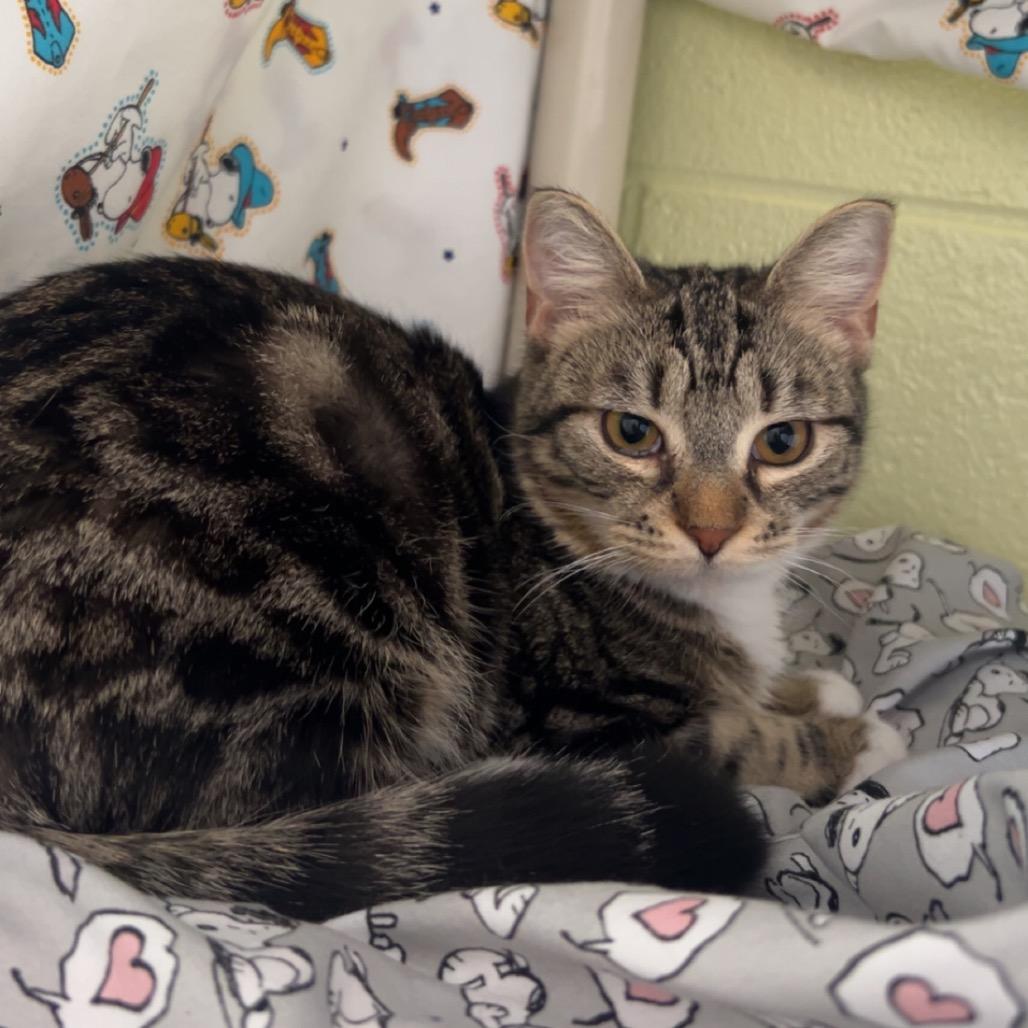 Dilly Dally, Adoptable, Young Female Domestic Short Hair.