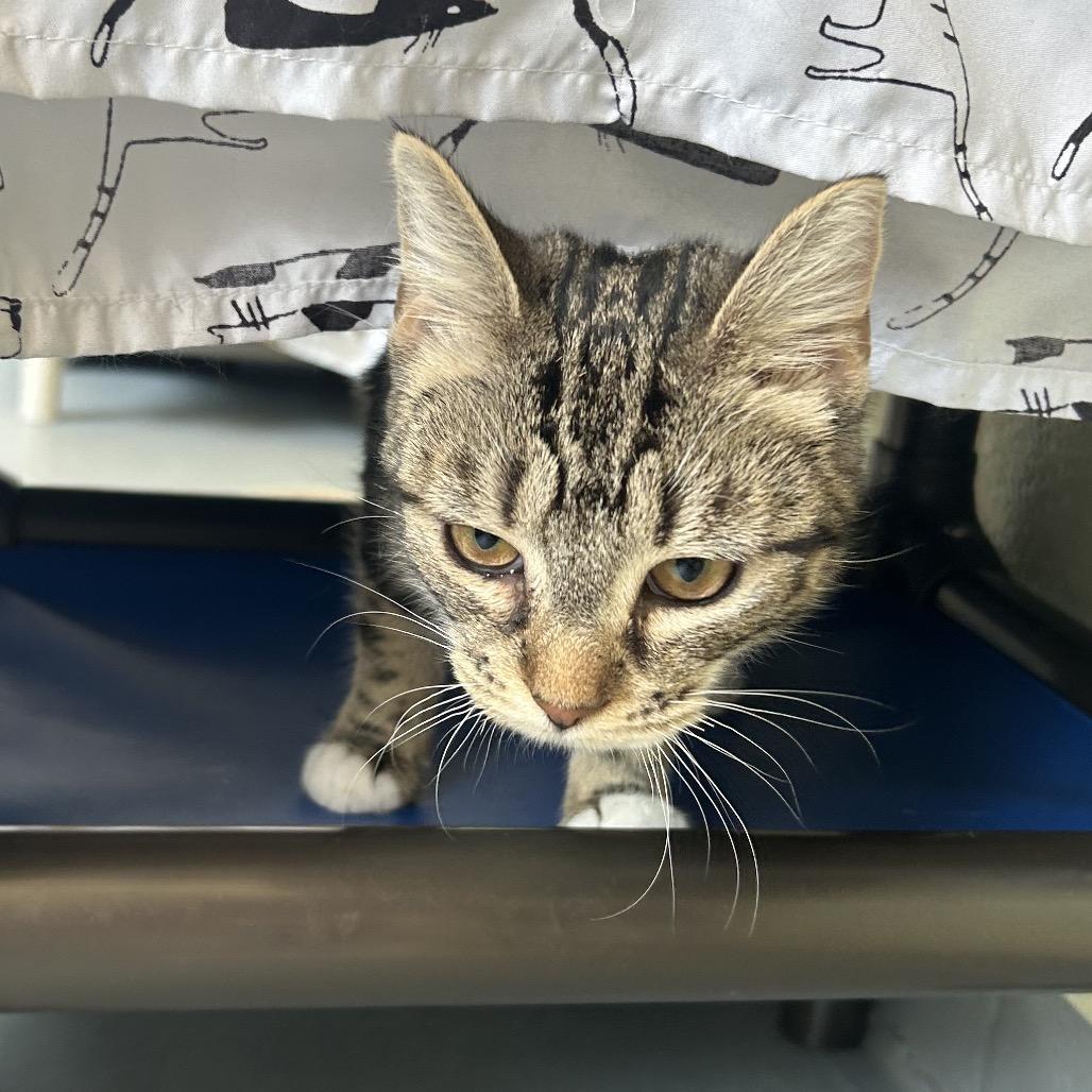 Dilly Dally, a Adoptable Domestic Short Hair in Charlottesville, VA image 2/6