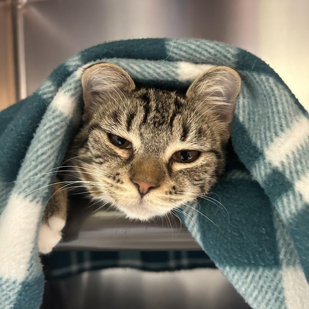 Dilly Dally, a Adoptable Domestic Short Hair in Charlottesville, VA image 3/6