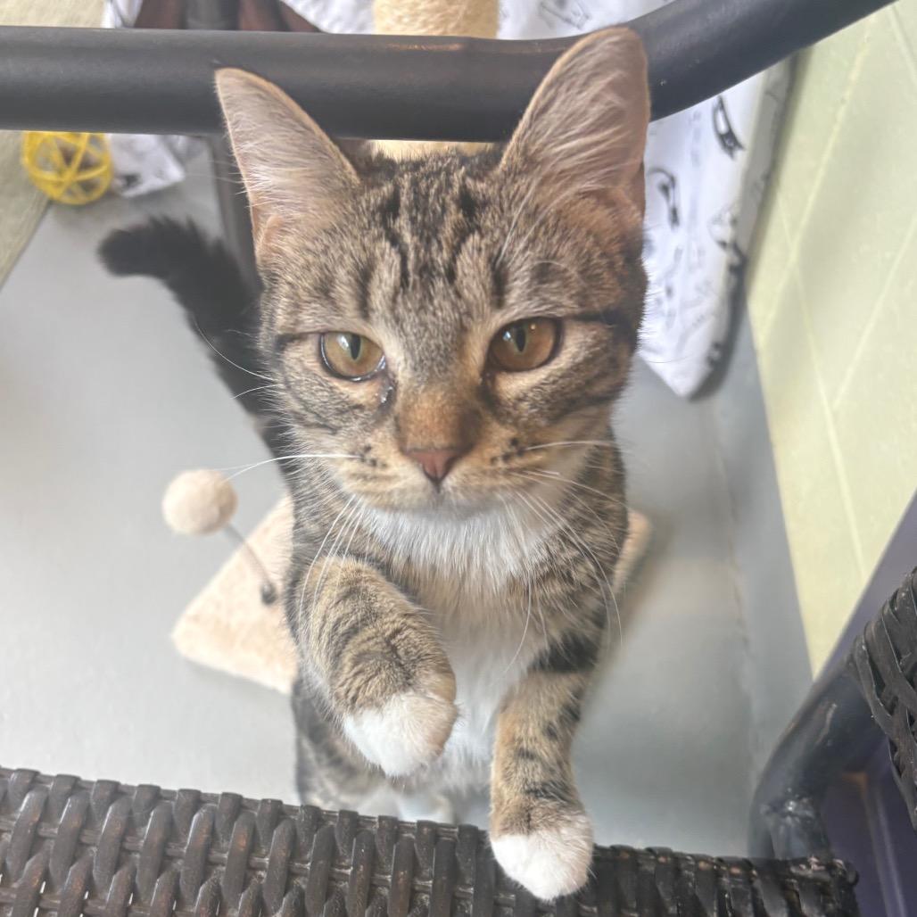 Dilly Dally, a Adoptable Domestic Short Hair in Charlottesville, VA image 4/6