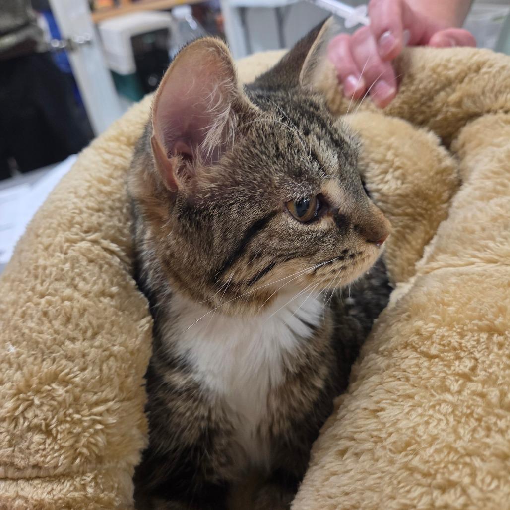 Dilly Dally, a Adoptable Domestic Short Hair in Charlottesville, VA image 5/6