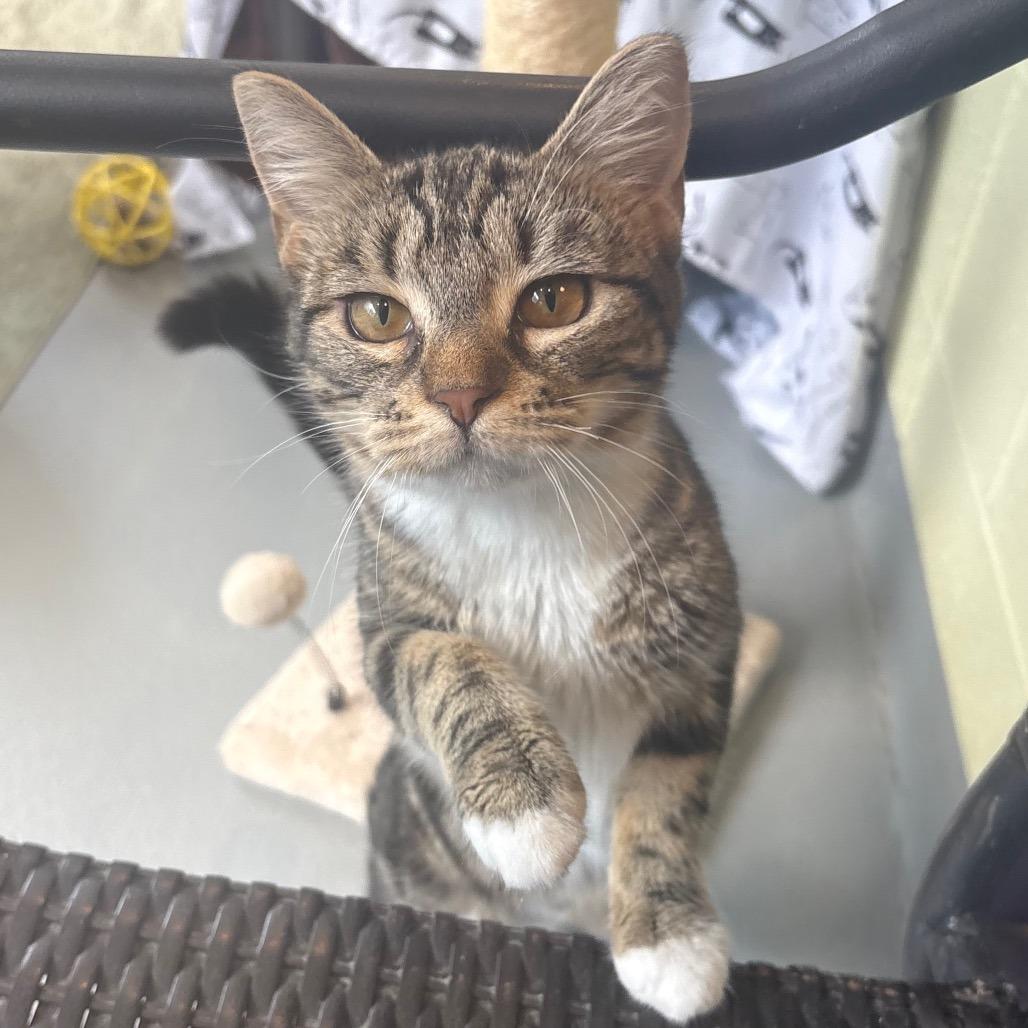 Dilly Dally, a Adoptable Domestic Short Hair in Charlottesville, VA image 6/6