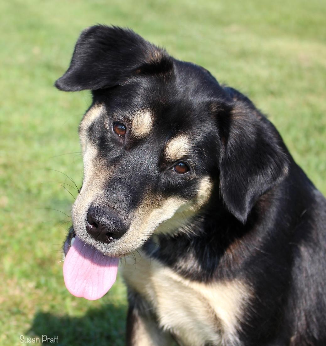 Kujette "Jett", Adoptable, Young Female German Shepherd Dog.