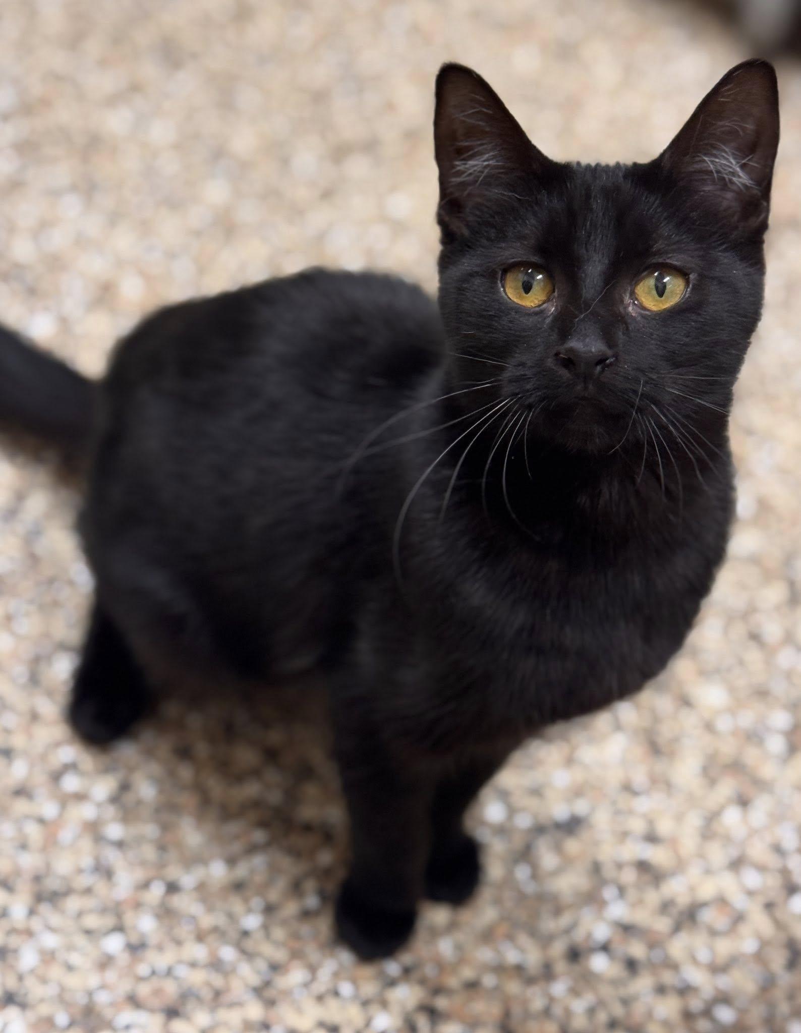 Tawney, ADOPTABLE, Young Female Domestic Short Hair.