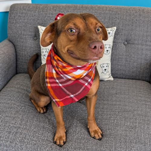 Choco, Adoptable, Young Female Terrier & Chihuahua.