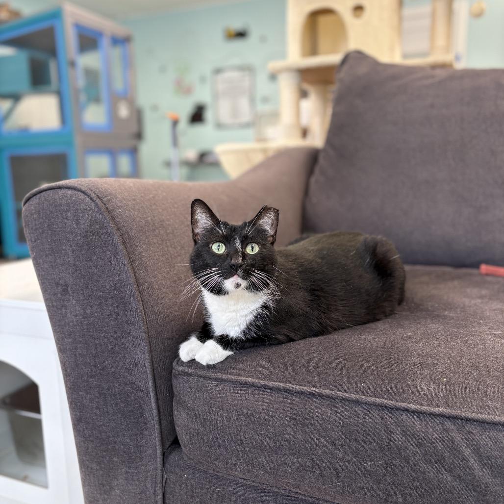 Hemlock, a Adoptable Domestic Short Hair in PITTSBURGH, PA image 3/3