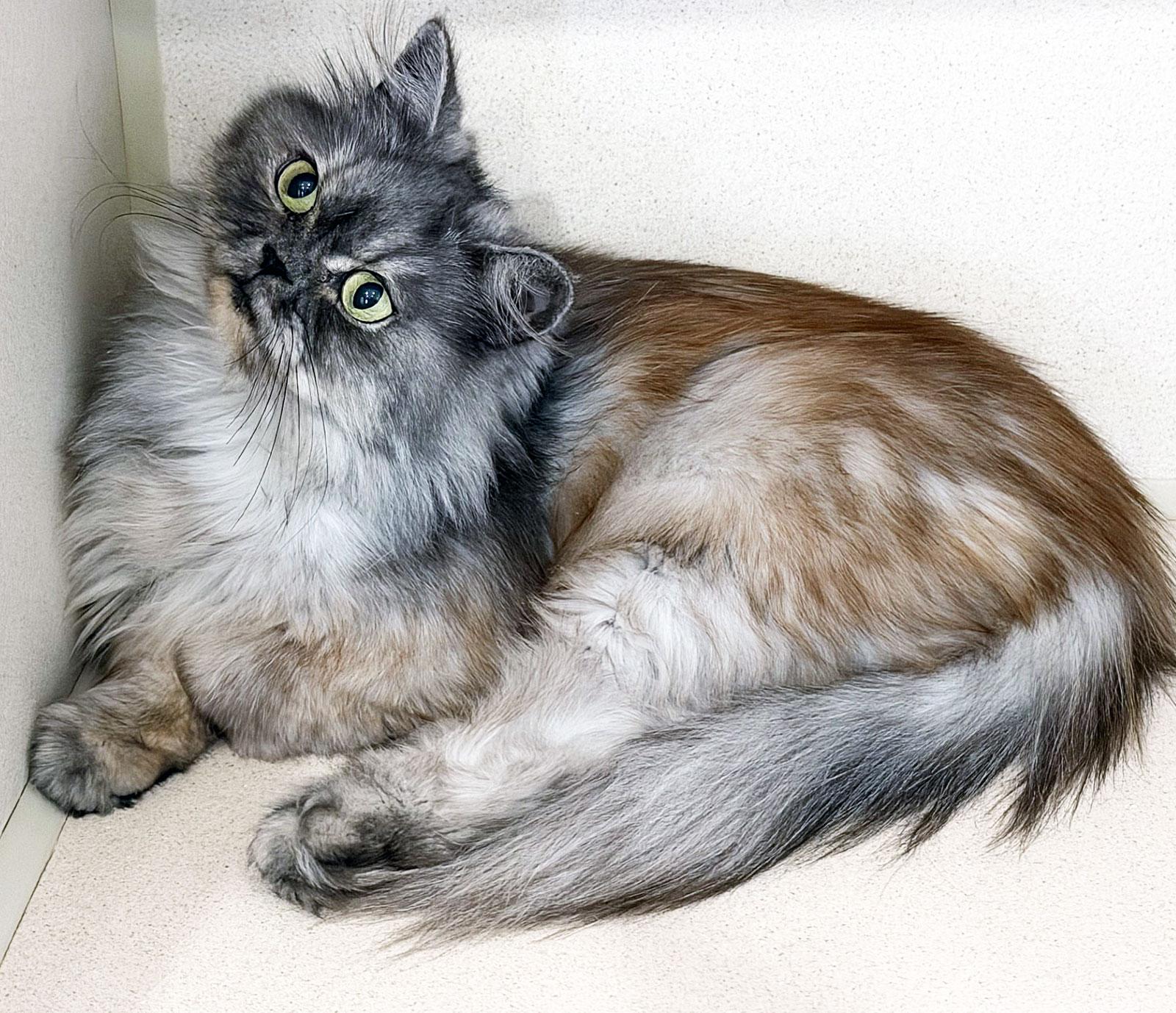 TIRAMISU , adopted, Young Female Persian.