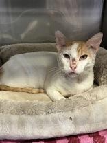Korn, ADOPTABLE, Adult Male Domestic Short Hair.