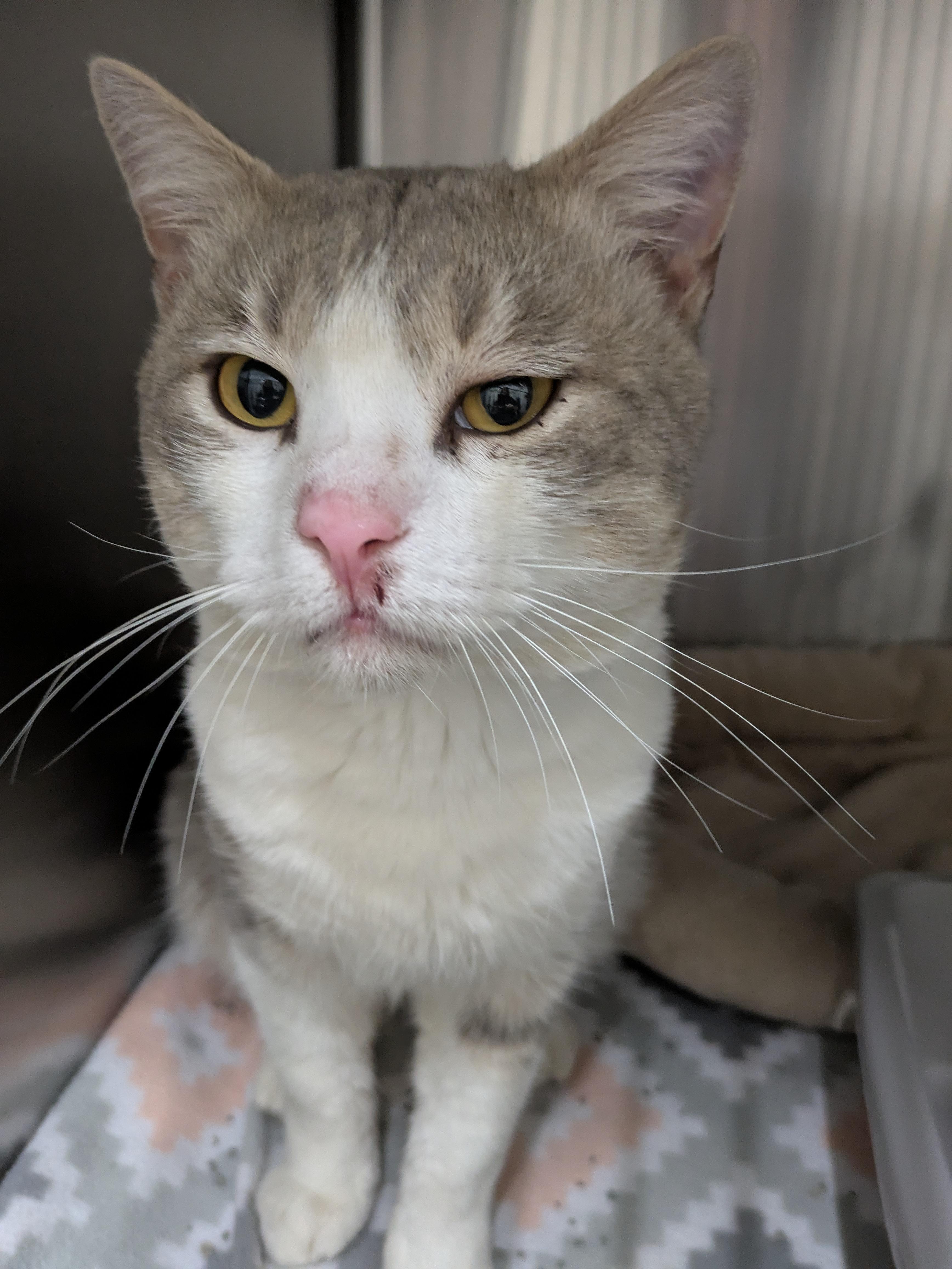 Calvin, ADOPTABLE, Adult Male Domestic Short Hair.