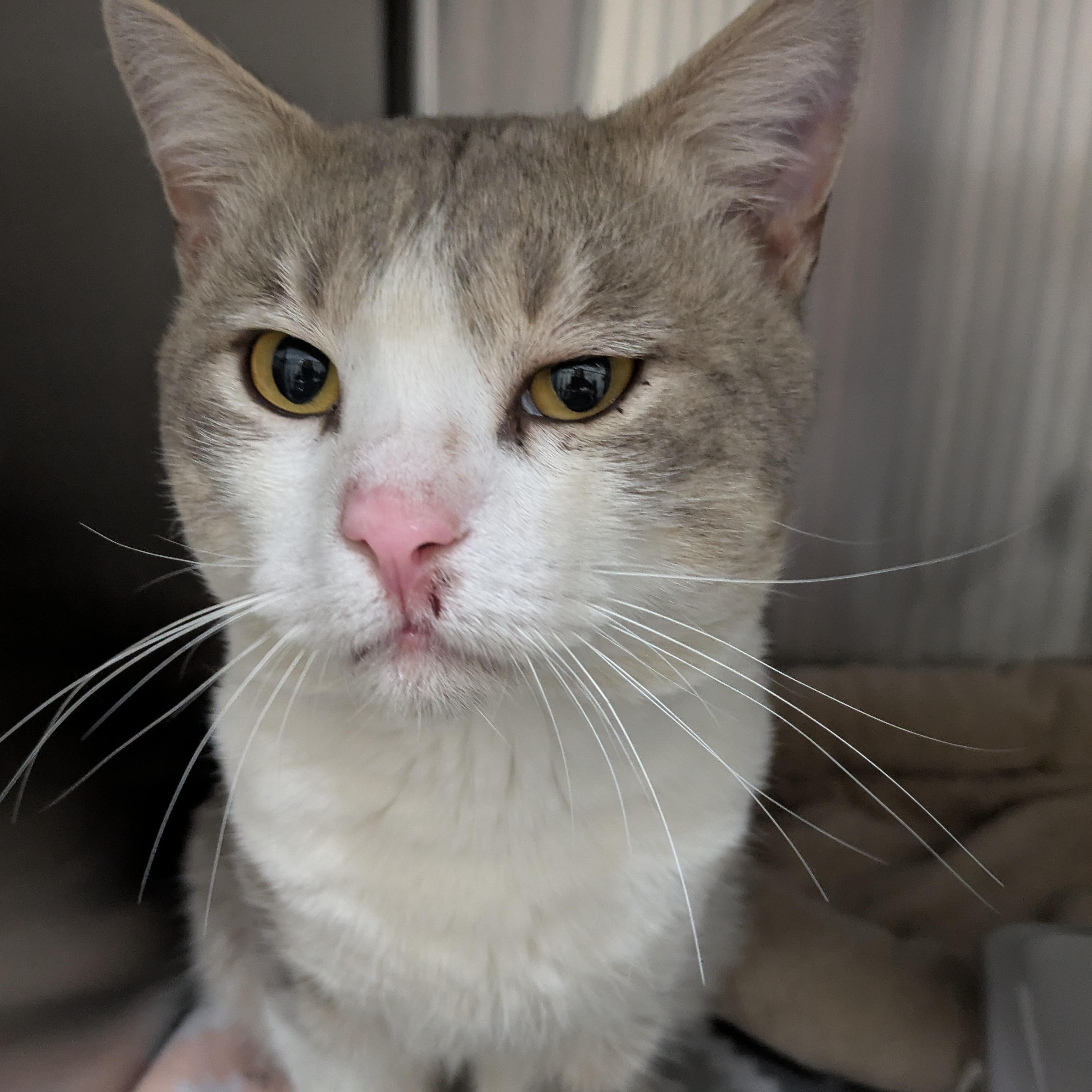 Enlarge Calvin, an adopted Domestic Short Hair in Allen, TX image 1/1