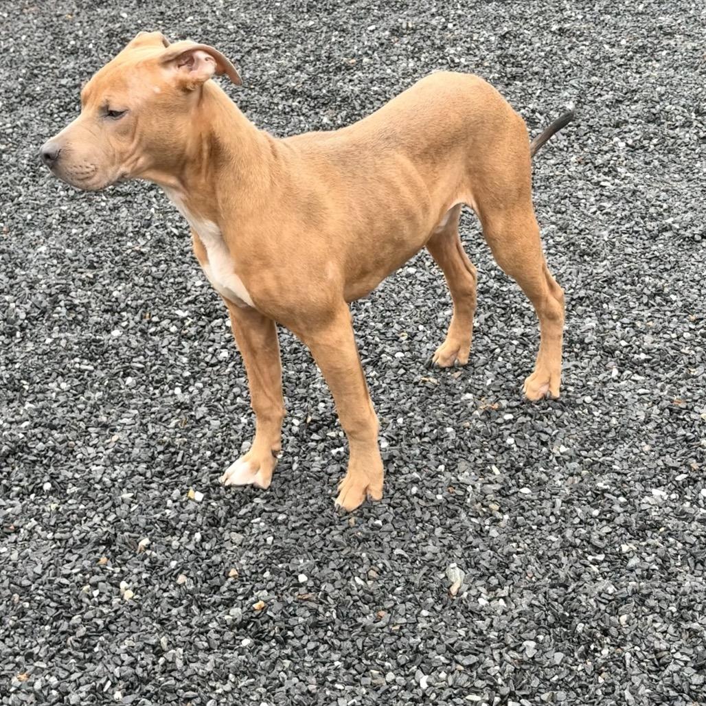 Cooper, Adoptable, Young Male Pit Bull Terrier.