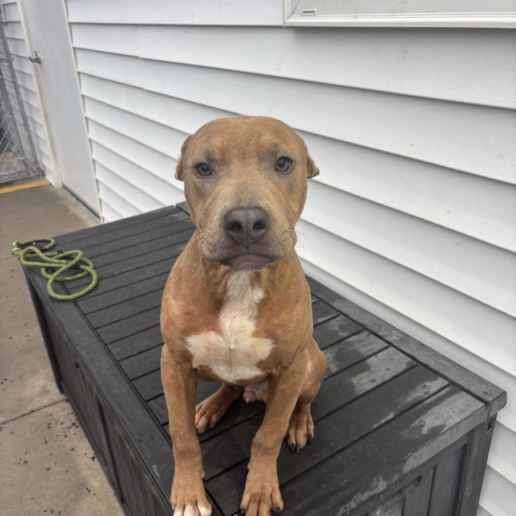 Cooper, Adoptable, Young Male Pit Bull Terrier.
