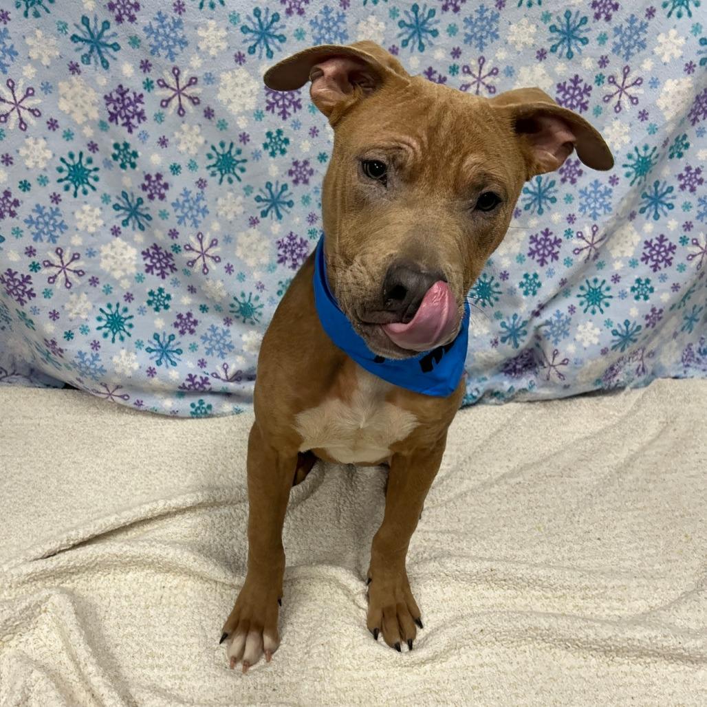 Enlarge Cooper, a Adoptable Pit Bull Terrier in Walnut Cove, NC image 3/6
