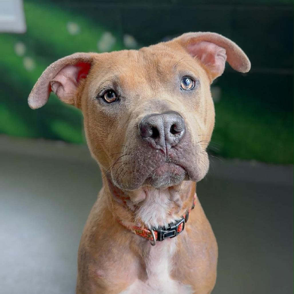 Cooper, Adoptable, Young Male Pit Bull Terrier.