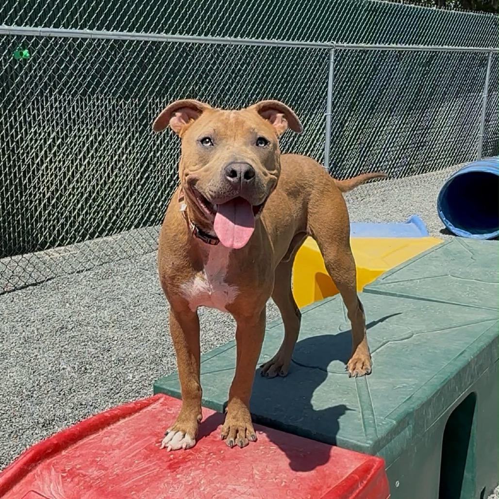 Enlarge Cooper, a Adoptable Pit Bull Terrier in Walnut Cove, NC image 1/6