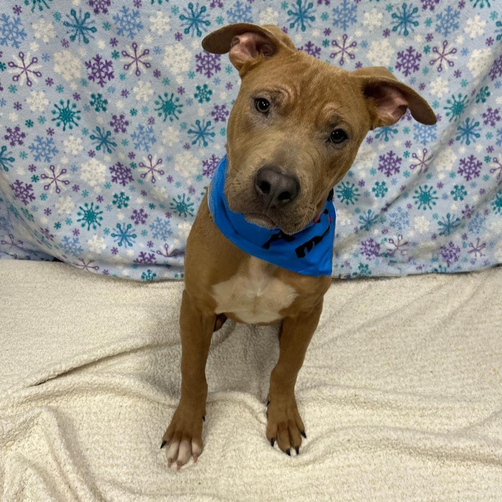 Enlarge Cooper, a Adoptable Pit Bull Terrier in Walnut Cove, NC image 5/6