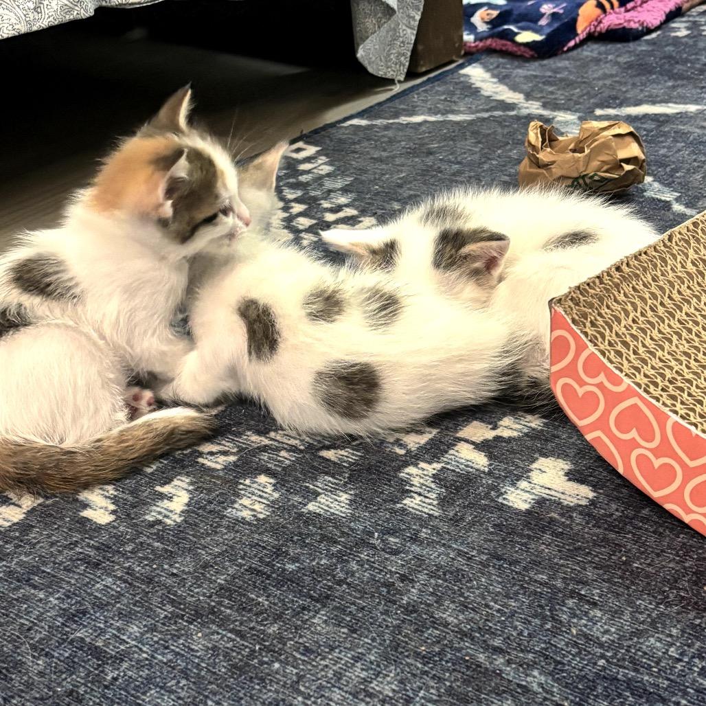Gertrudis Bocanegra, Adoptable, Kitten Female Domestic Short Hair.