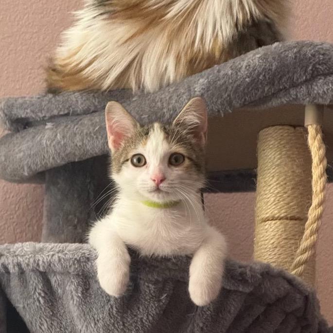 Enlarge Gertrudis Bocanegra, a Adoptable Domestic Short Hair in Redwood City, CA image 2/4