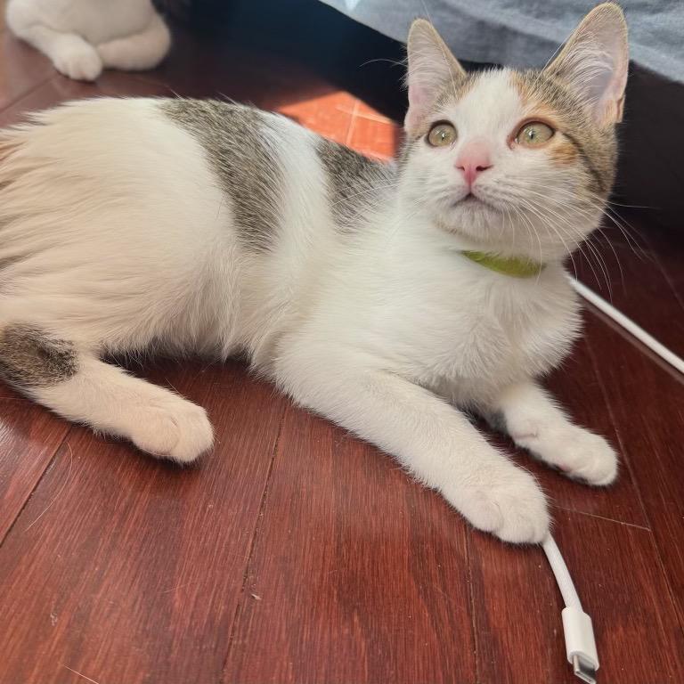 Enlarge Gertrudis Bocanegra, a Adoptable Domestic Short Hair in Redwood City, CA image 3/4