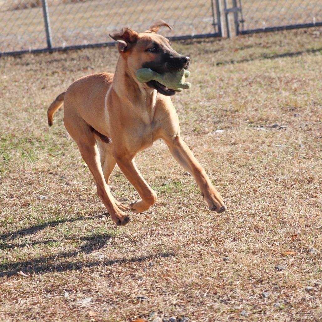 Mr. Sandman, Adoptable, Young Male Black Mouth Cur.