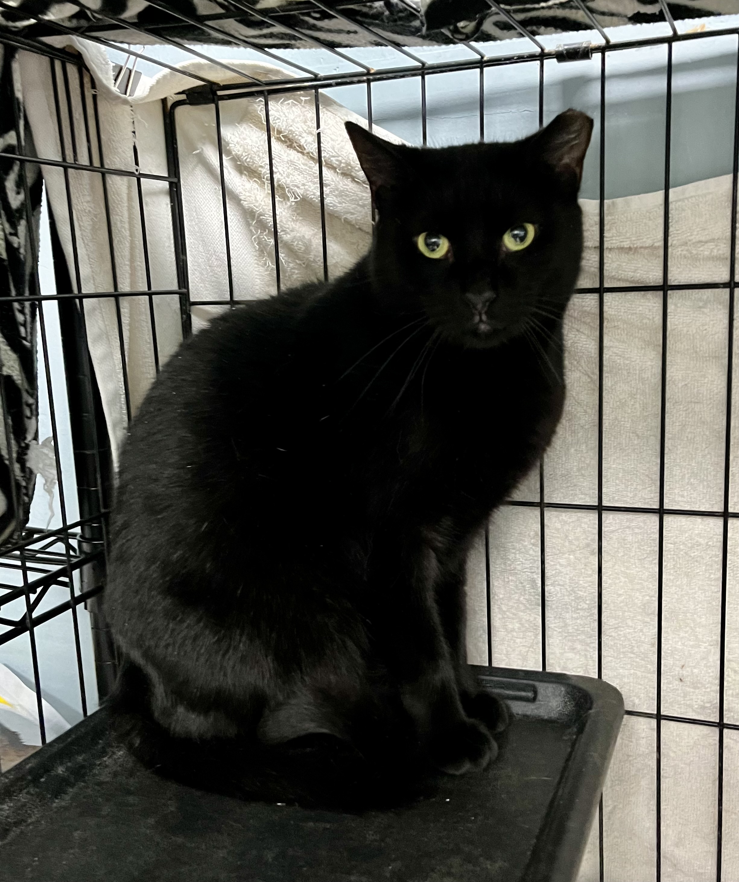 Elfie, a Adoptable Domestic Short Hair in Seattle, WA image 3/3