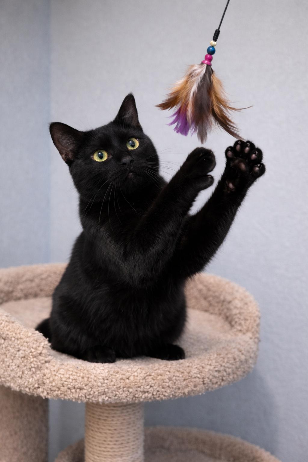 Elfie, a Adoptable Domestic Short Hair in Seattle, WA image 1/3