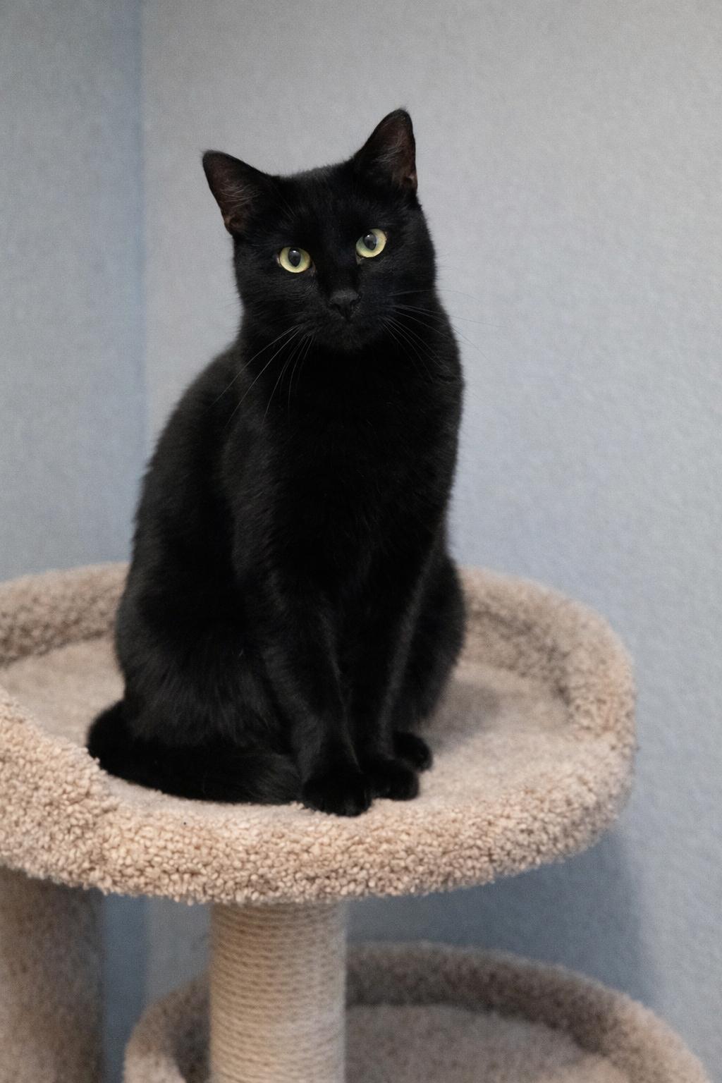 Elfie, a Adoptable Domestic Short Hair in Seattle, WA image 2/3