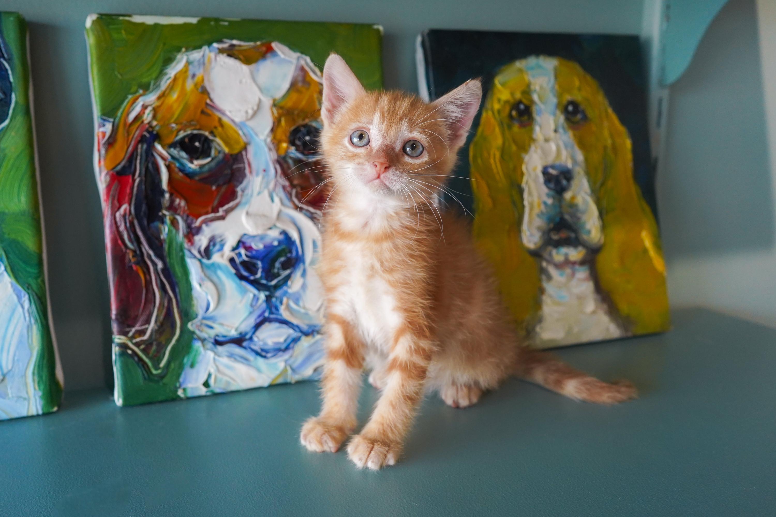 Enlarge Yzma, a Adoptable Domestic Short Hair in San Antonio, TX image 3/3