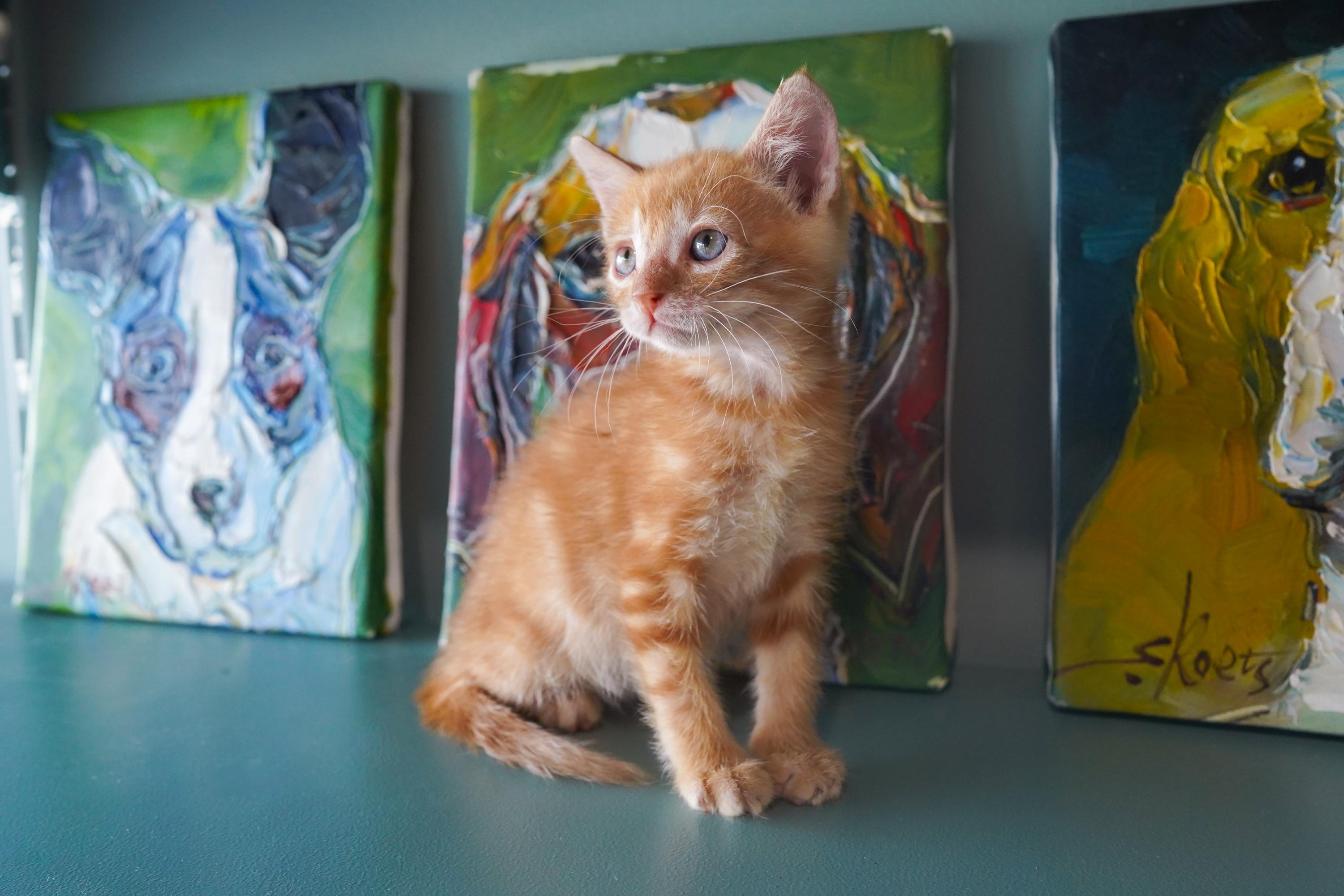 Enlarge Yzma, a Adoptable Domestic Short Hair in San Antonio, TX image 2/3