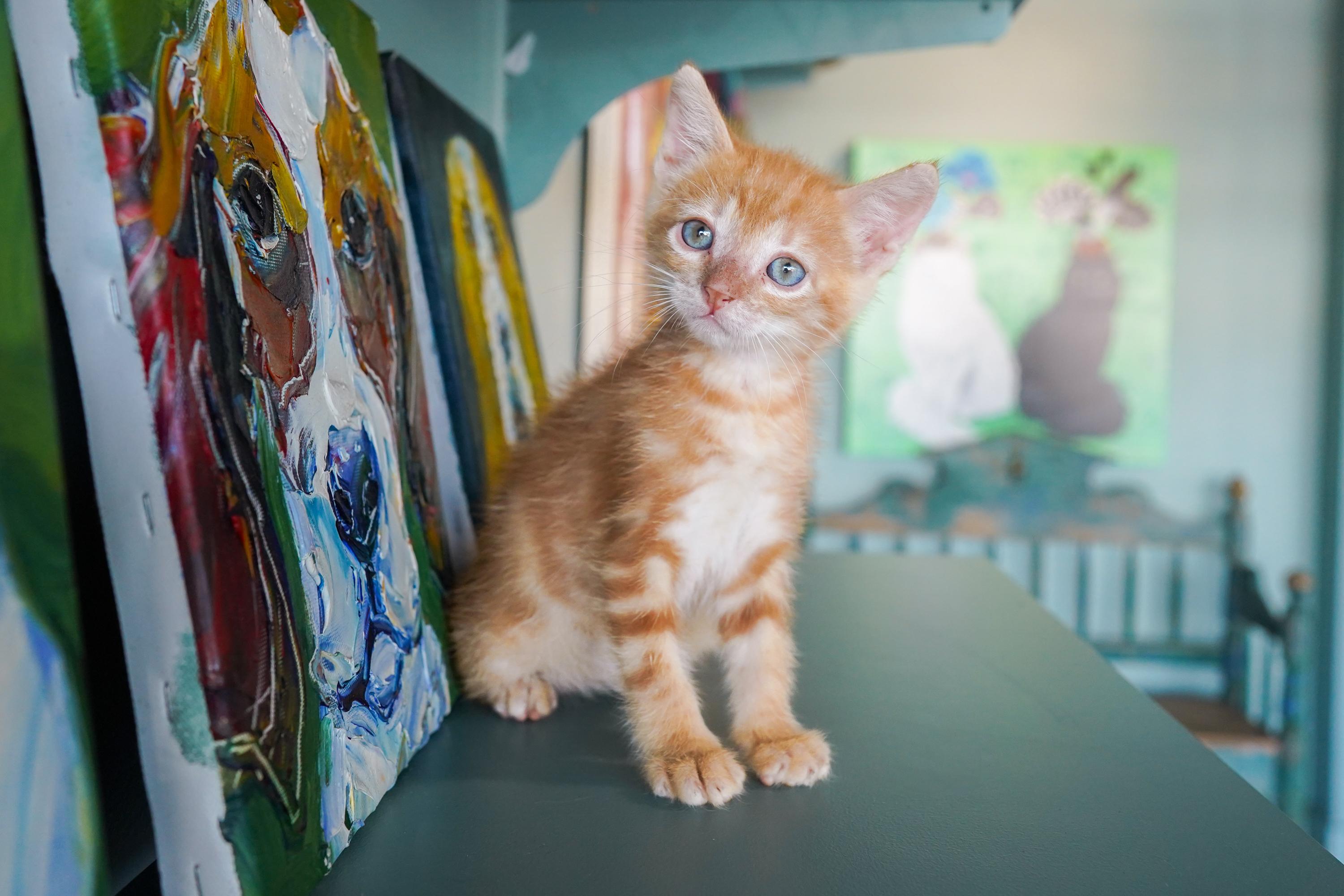 Yzma, Adoptable, Kitten Female Domestic Short Hair.