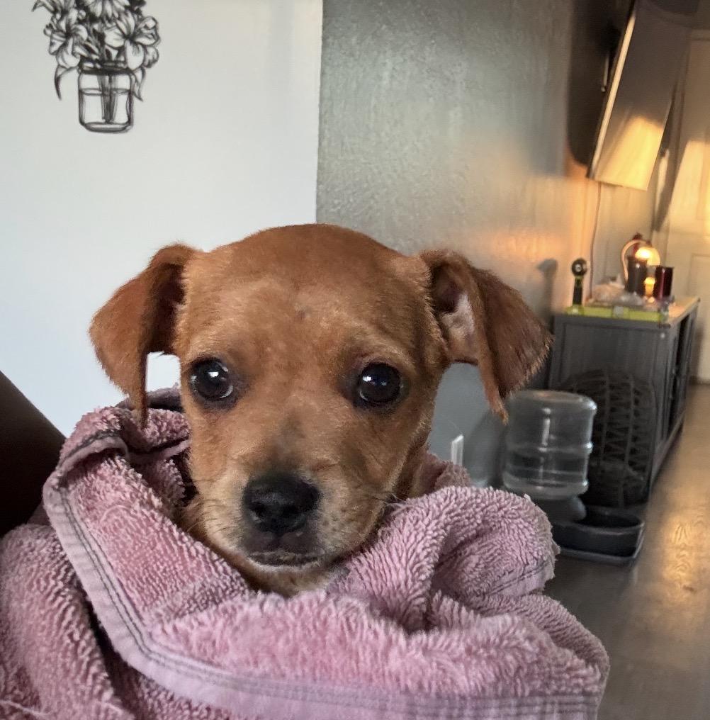 Enlarge Sunny, an adopted mixed breed in Penryn, CA image 1/1