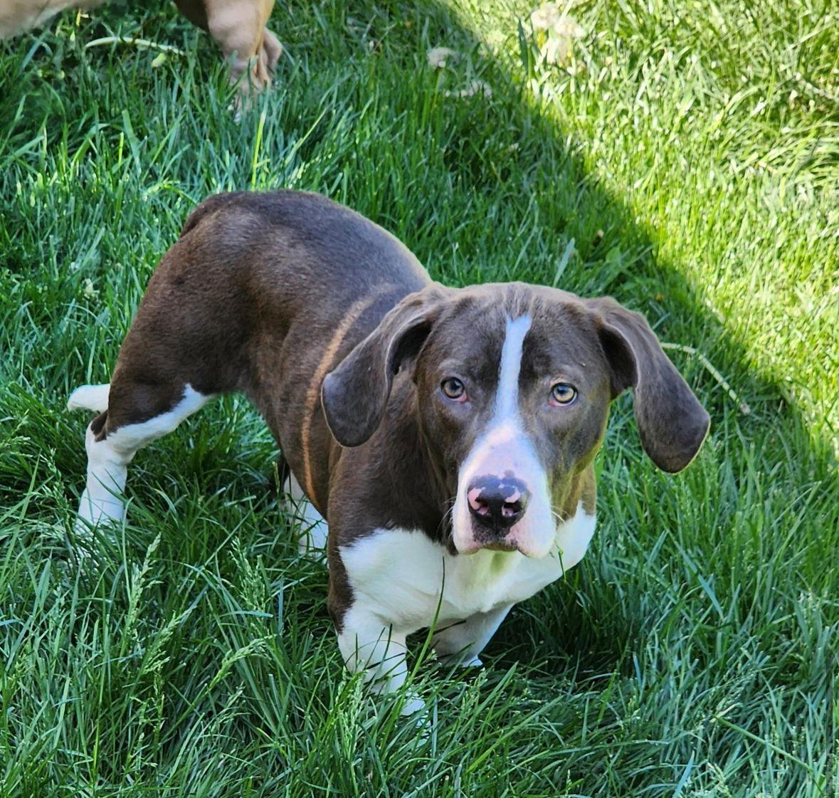 Enlarge Rainy, a Adopted Basset Hound in Brookville, OH image 1/3