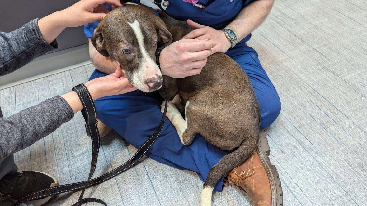 Enlarge Rainy, a Adopted Basset Hound in Brookville, OH image 2/3