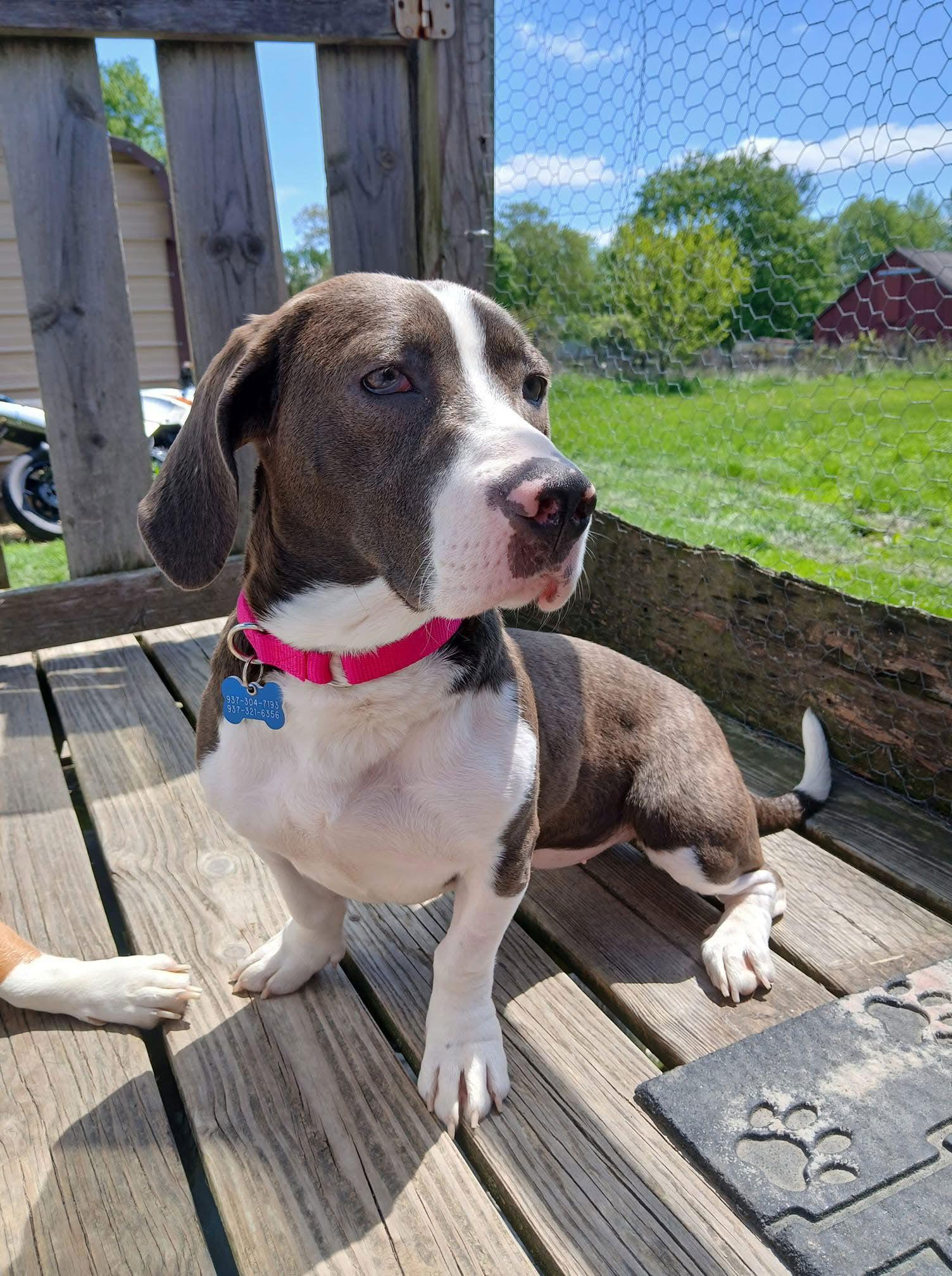 Enlarge Rainy, a Adopted Basset Hound in Brookville, OH image 3/3