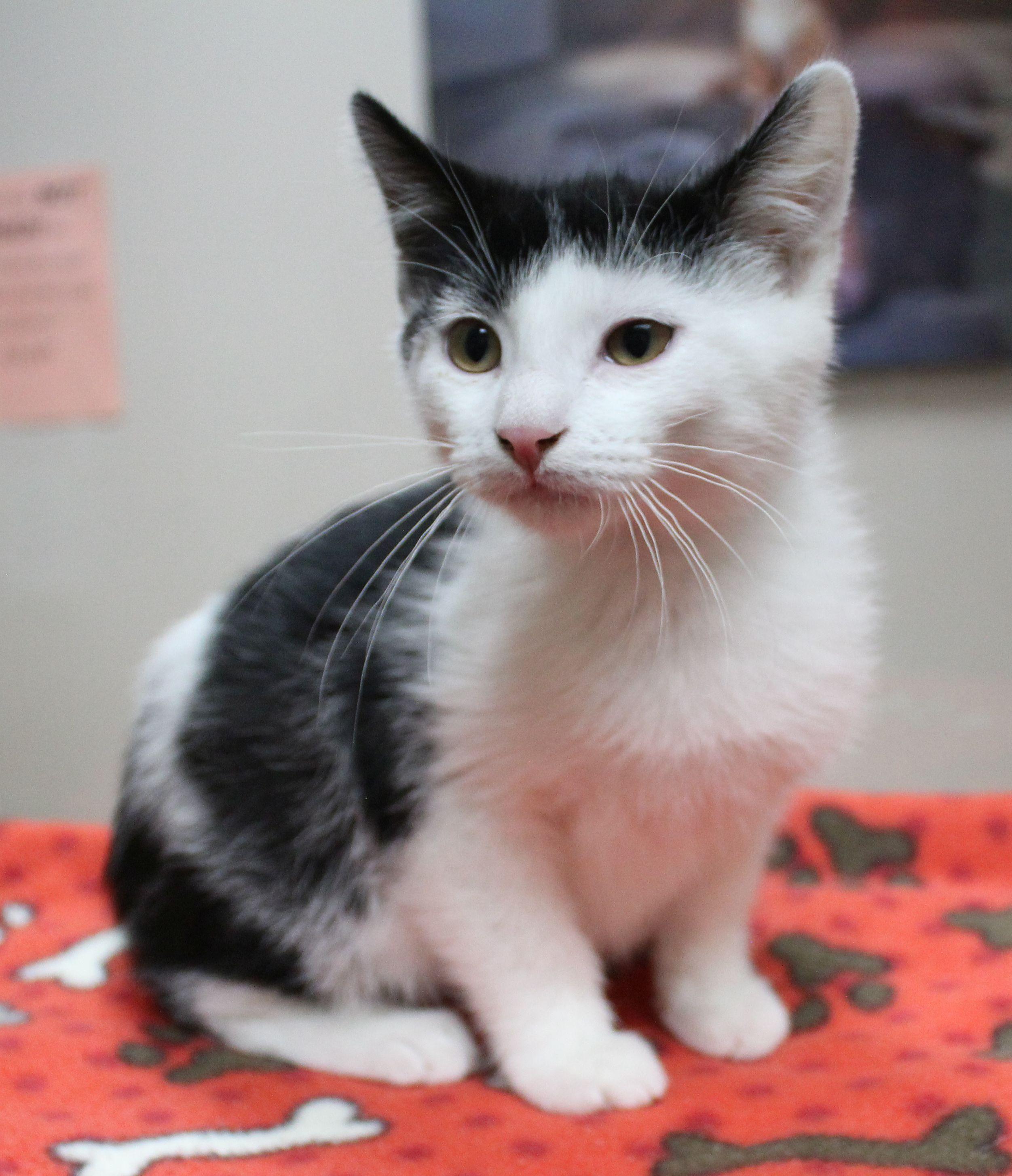 Enlarge Bomb Pop, a Adoptable Domestic Short Hair in Portage, WI image 1/1