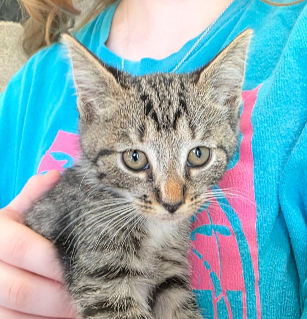 Cashew, Adoptable, Young Female Domestic Short Hair.