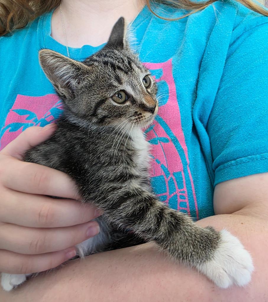Cashew, a Adoptable mixed breed in Buford, GA image 2/6
