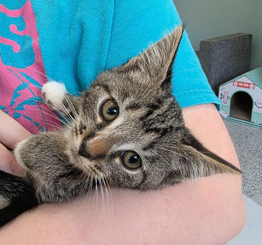 Cashew, a Adoptable mixed breed in Buford, GA image 3/6